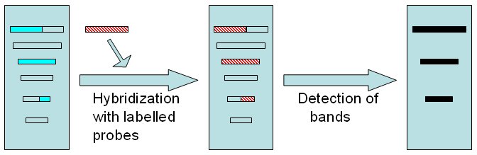 Hibridazation with labelled probe