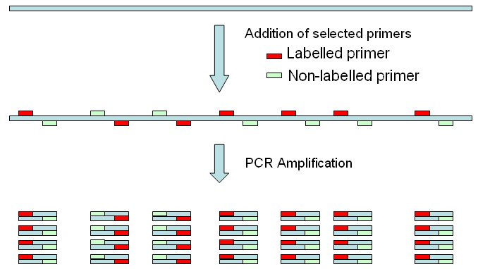 Pcr amplification