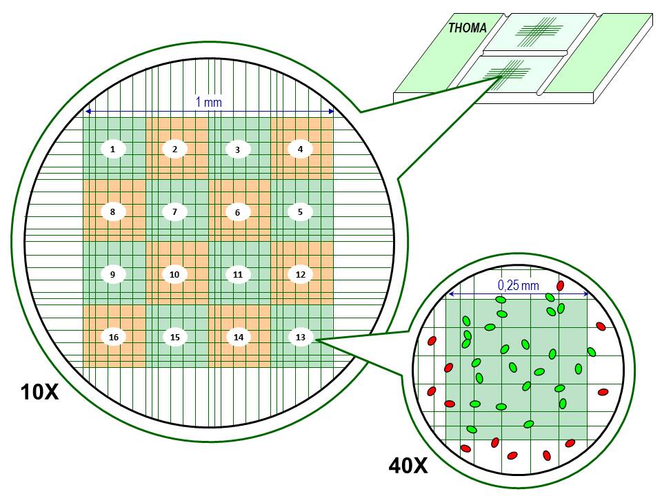 Thoma cell counting chamber